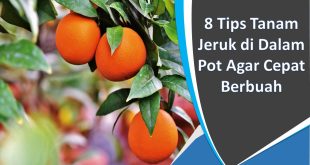 8 Tips Tanam Jeruk di Dalam Pot Agar Cepat Berbuah